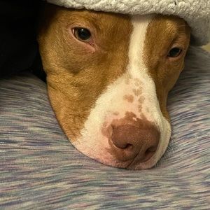 Meet your Posher, Cheyenne